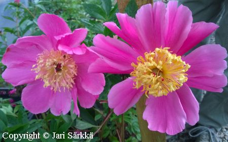 Paeonia lactiflora 'Doreen', kiinanpioni